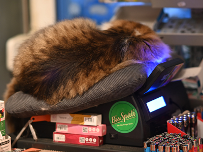 schlafende katze im späti auf der kasse